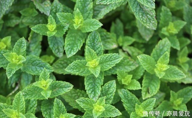 香喷喷|家里养盆“造香花”,香喷喷,省下买空气净化剂的钱