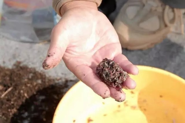 天气越来越冷，用蚯蚓钓鱼，多一个小步骤事半功倍