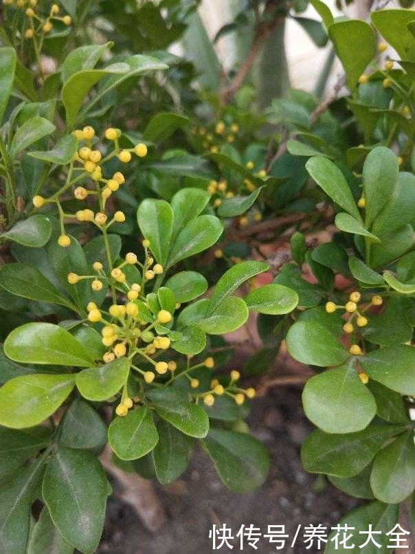 花友|3种花不适合养在封闭阳台，养护难度太大，扔室外却呼呼长