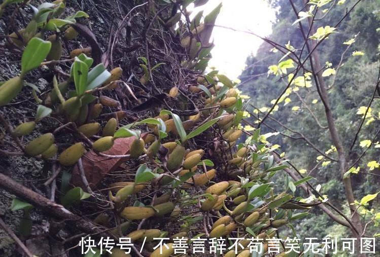 绿橄榄|农村长在石头上的''桃子'',城里人抢着摘,它炖猪肚能治胃痛