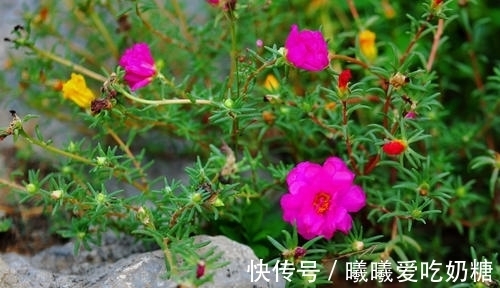 高手|养花高手也在学的5个爆花技巧,拿走不谢!