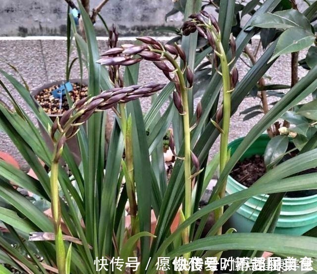 养兰花牢记“2勤、1控制”，即使养在塑料桶里，也能满盆冒花苞！