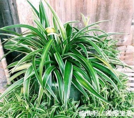 谁见了都喜欢的4种花,好养又漂亮,美不胜收,你养了吗