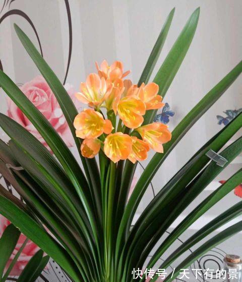 二氧化碳|给君子兰喝一种饮料,一年长6片叶片,闪亮发光