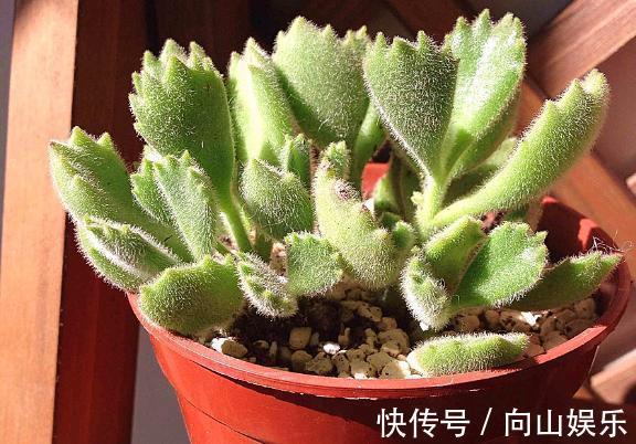 养多肉熊童子,不碰就掉叶子,你知道为什么,该怎么抢救吗