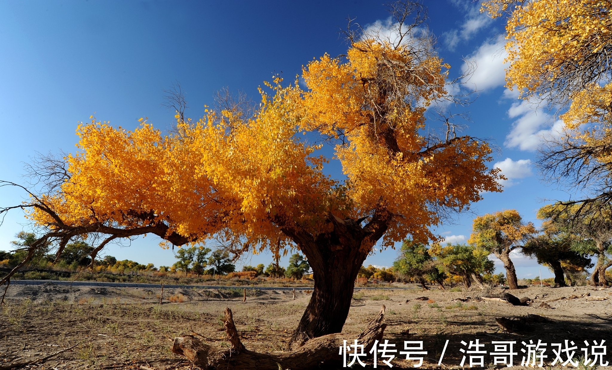 胡杨|乌鲁木齐周边的胡杨林，还你一个秋天的童话