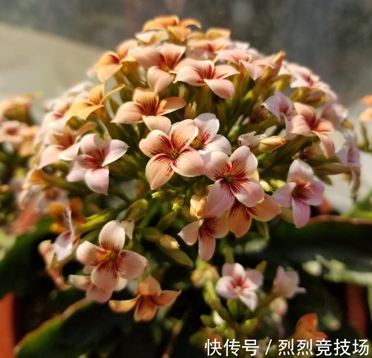 满盆|长寿花如何让它更“长寿”？仅需4步，小花苞就能开满盆