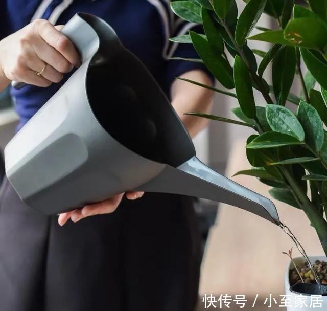 精神|天冷养花,浇水注意做好这“四不”,叶绿根壮、越养越精神!