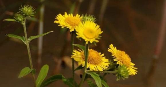 农村“憋屈”的野草,明明药用价值很高,却常被误认为是菊花