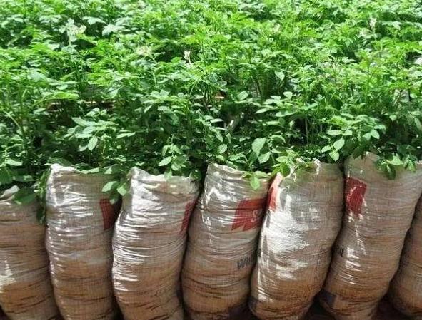 没用的麻袋别再随手丢了,拿它当盆养花,一下子收获3大优势