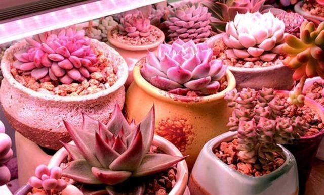 太阳|冬季正确使用植物补光灯,才是多肉植物的人工“小太阳”