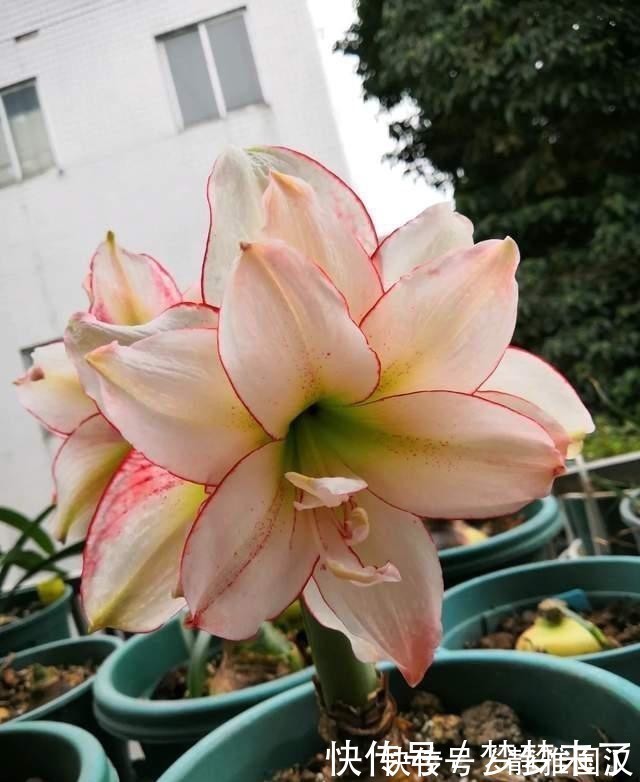 养花常备4种水,每月用一次,叶子亮,花根壮!