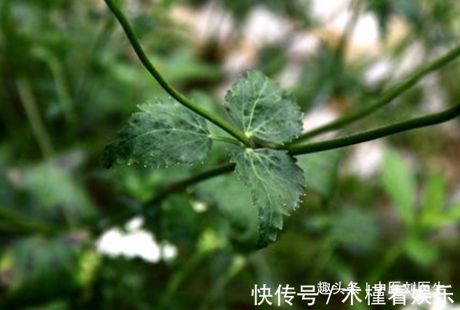 异叶茴芹|女人不想被叫“黄脸婆”,不妨多吃以下3物,美容养颜抗衰老!