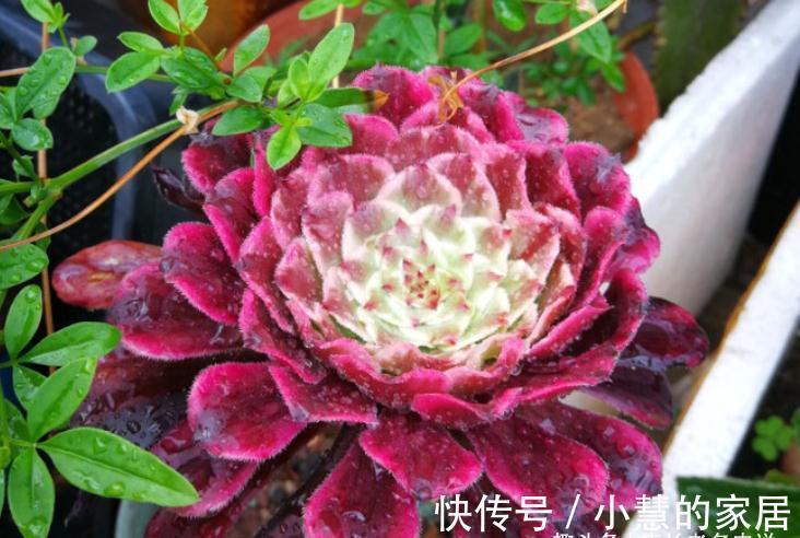 秋天|法师多肉都成功度夏了?来看秋天它们啥时候苏醒,以免阴沟里翻船