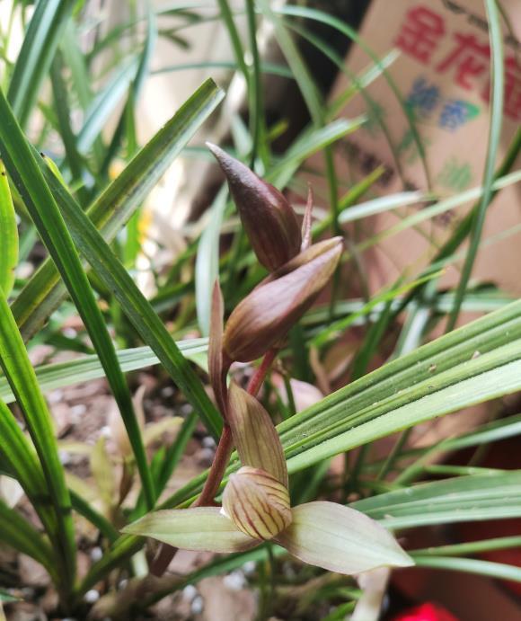 花期|养“惠兰”最省心,30天浇次水,叶子绿油油,花期长达60天