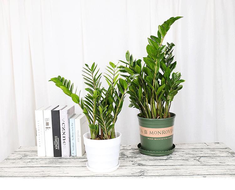 寓意|10大“吉祥花”适合养客厅,格调高,株型美,旺财又护家