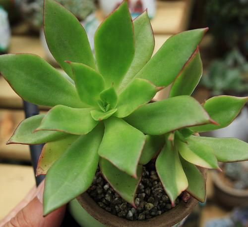 无根多肉该怎么养护？上盆后做好2点，不到半个月就往外窜新叶