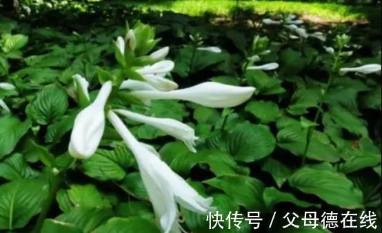 玉簪花|农历十一月大雪过后,养什么花?家里养3种花,事业有成家庭美满