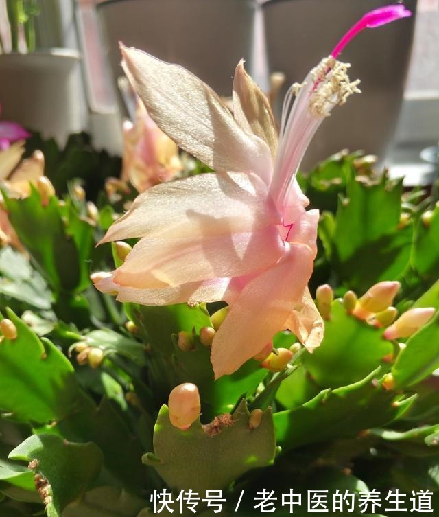 想蟹爪兰二次开花,遇见这两种叶片快掐掉,再次开花同样满枝头!