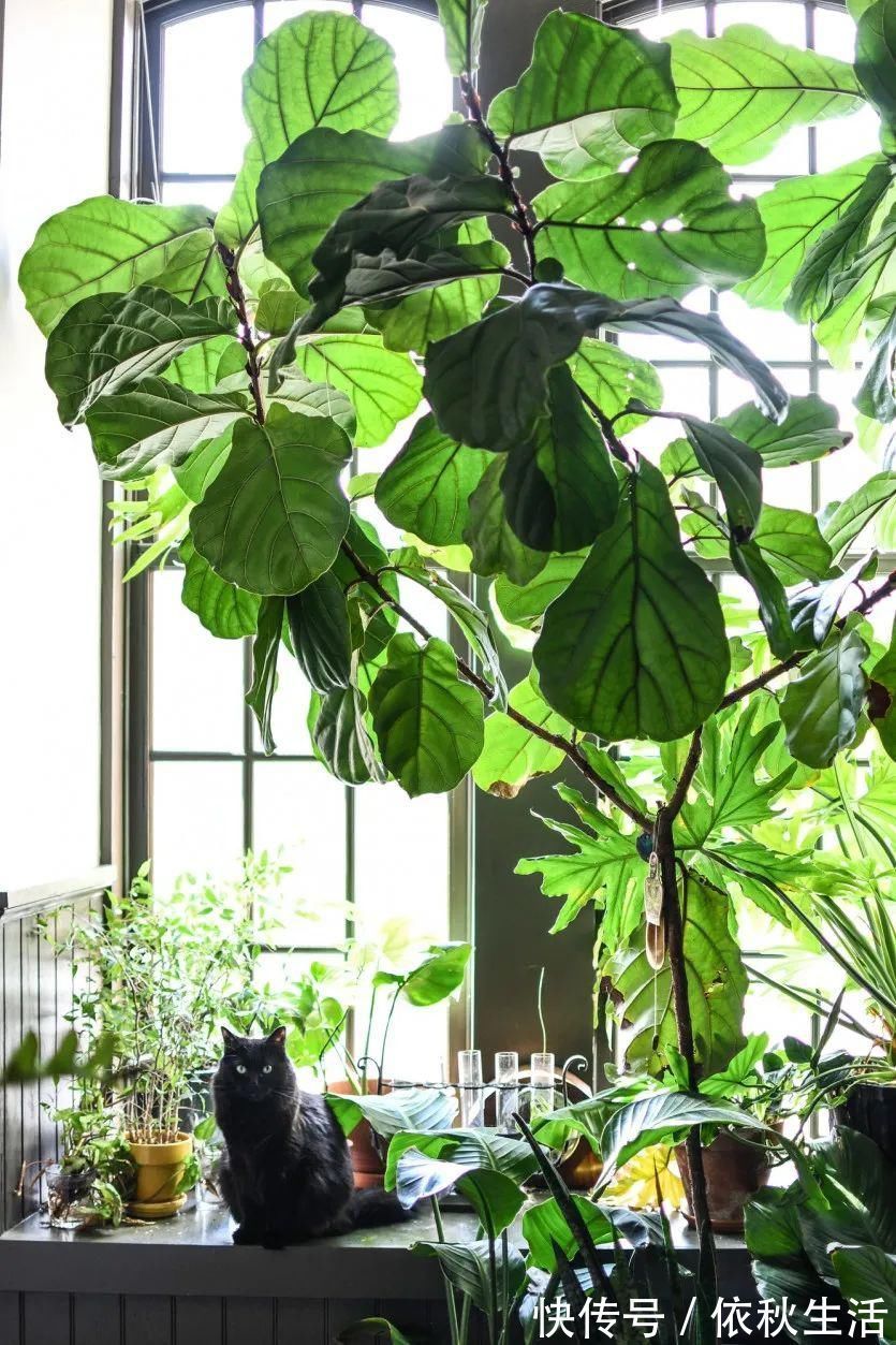 她在屋里种满500盆植物:呆在这样的房子里,生活更有了诗意!