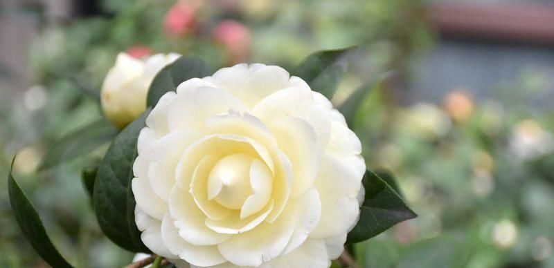 此花是中国传统名花,可媲美牡丹,植株低矮,还可盆栽观赏