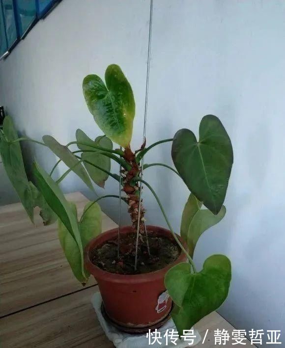 虎皮兰,红掌,吊兰养成老桩,变成大树,真壮观