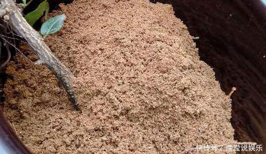 立春前后给植物换盆，抓牢这3细节，后期才能够快速服盆