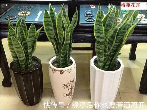 4种花,就适合穷养,用小盆,少浇水,越养越旺盛