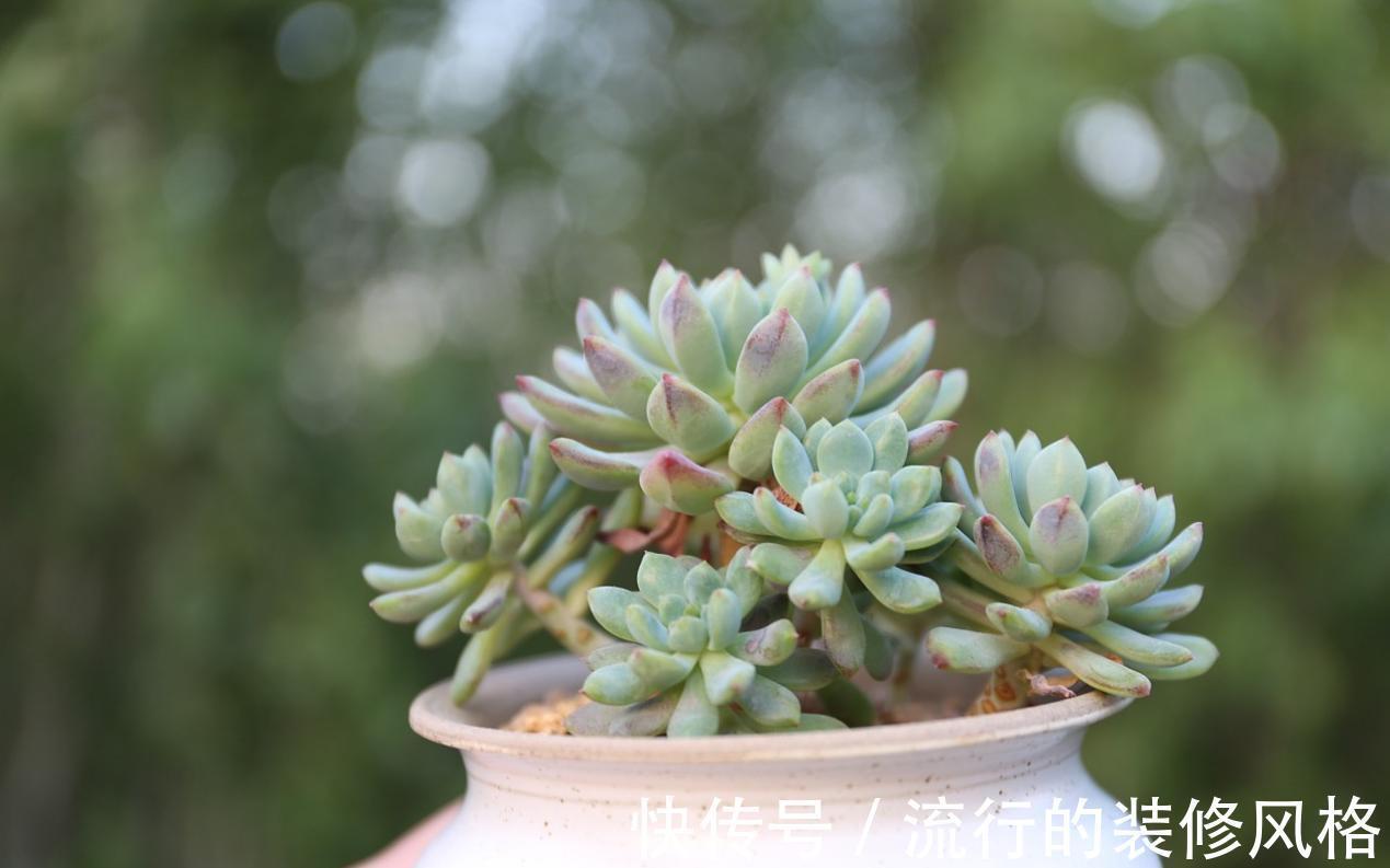 肥皂块|怎么消灭蚧壳虫?用这几种办法,既不会伤害花草又省钱高效