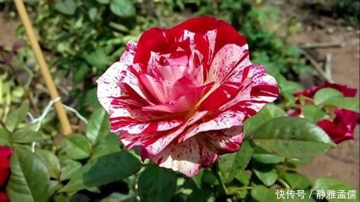 胡里奥|重瓣花中的佼佼者，3种特殊的复色花，开花后实在惊艳夺目