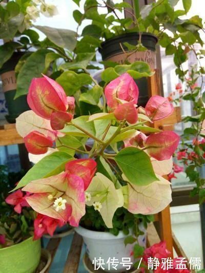 胡里奥|重瓣花中的佼佼者，3种特殊的复色花，开花后实在惊艳夺目