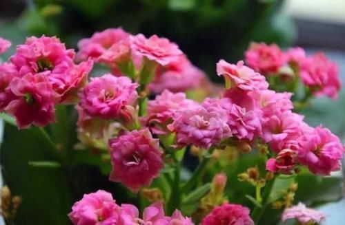 3种花最适合养家里,人养花,花也养人,空气清香,家家必备