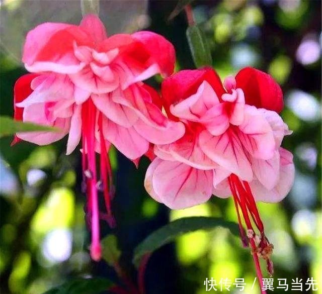 别养长寿花君子兰了，室内养花就选它，四季开花，过年挂满红灯笼