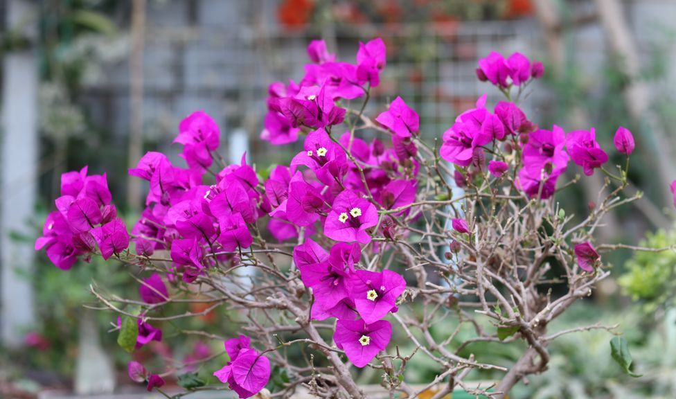 这些漂亮花,还不到搬出门的时候,再等半个月,冻死就不好了