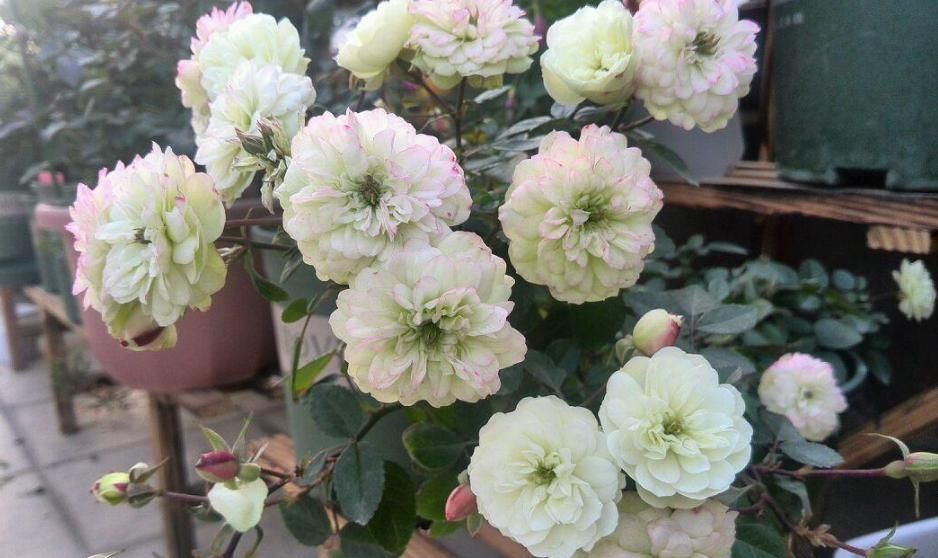 此盆栽植物号称开花机器，全年都开花，种植容易，室内也能种