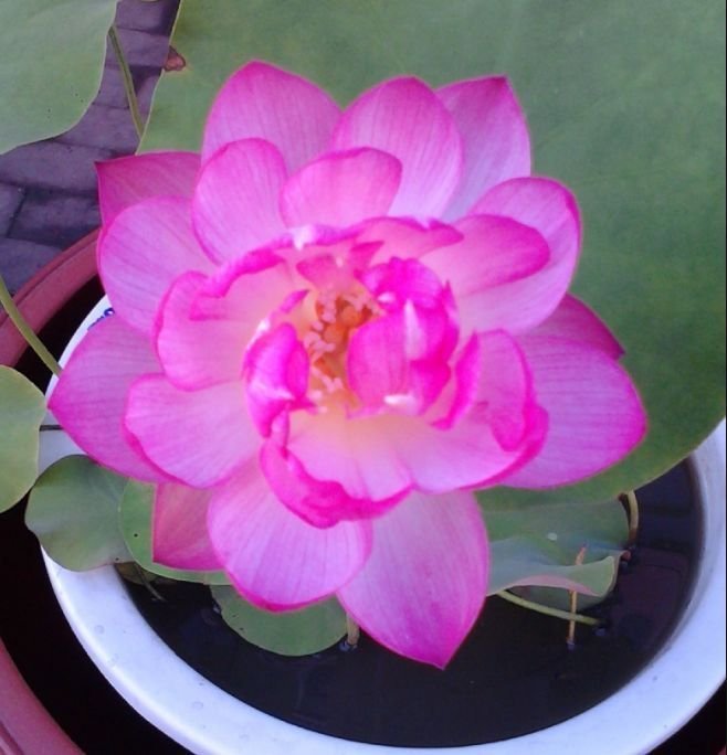 家里阳台养此款花,新手也能养爆盆,花开枝繁叶茂,美