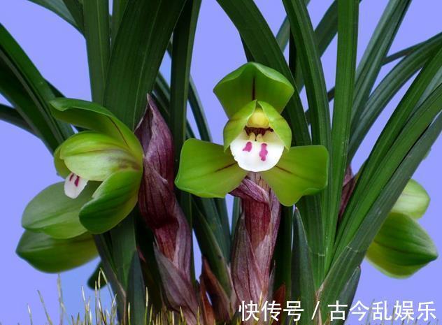 花友|盘点5款适合新手的兰花，皮实好养性价比高，花色艳丽香味清新
