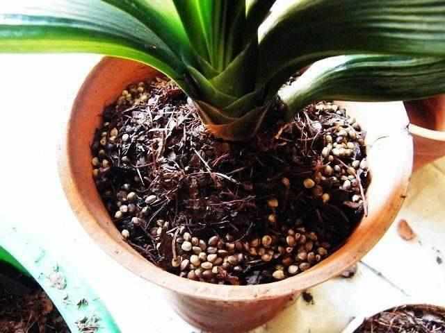 君子兰不开花盆底撒点这,一年开2次花!叶片浓绿有光泽!