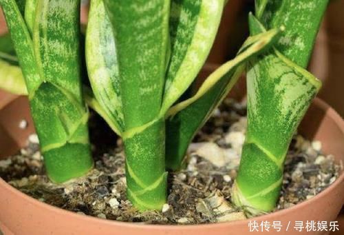 别买“生根粉”,去公园捡“它”,晾干后垫盆底,9天长根系