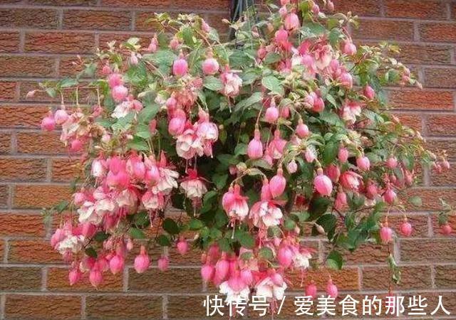 农历十一月大雪过后,养什么花?家里养3种花,开春大吉喜气盈盈