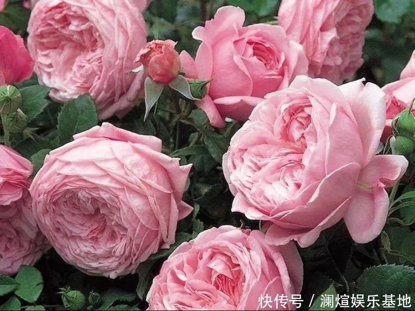 花市|买花时别听老板忽悠,这6种花真心不好养,新手基本养一盆死一盆