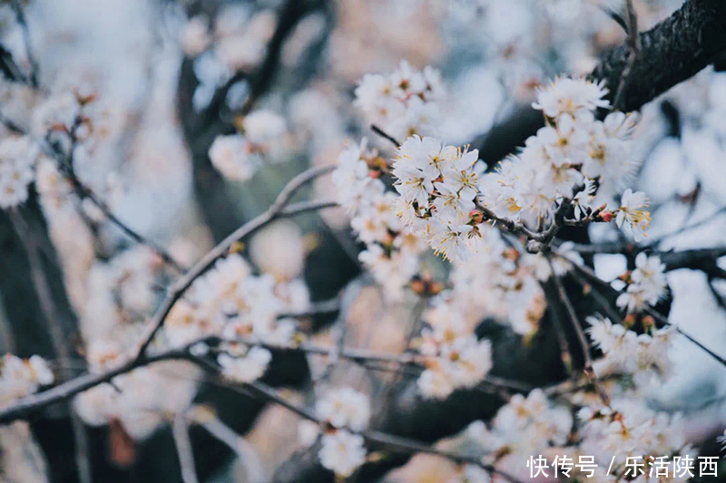 中年|百花争春时节，在西安，这些浪漫的事情一安排 ，想怎么嗨都行