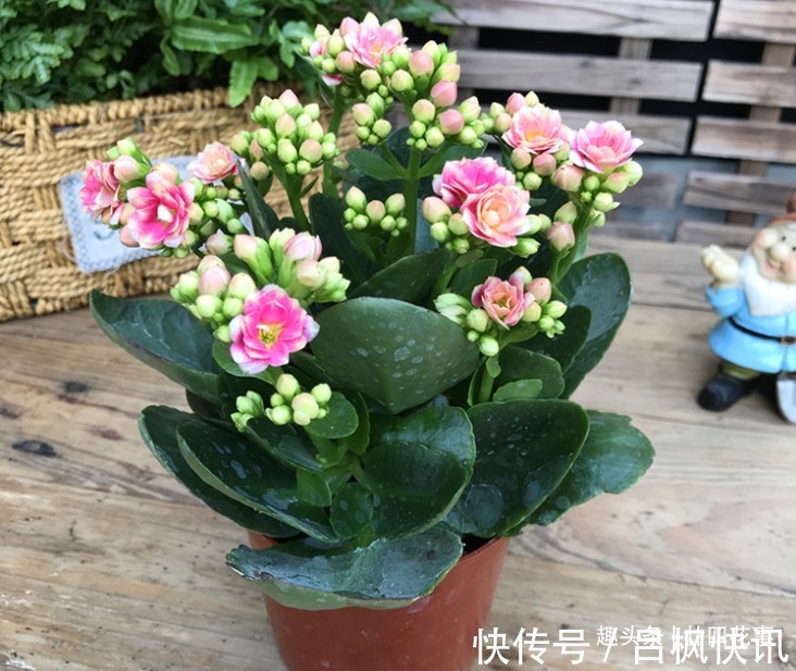 多肉植物|7种花，就要“穷着养”，花盆越小，长势越喜人！