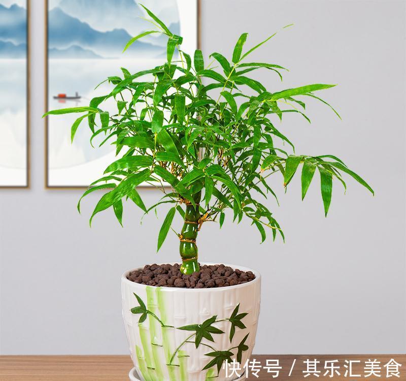 盆栽|家中养“5种竹”，富贵不俗，护家祥瑞，好日子节节高升