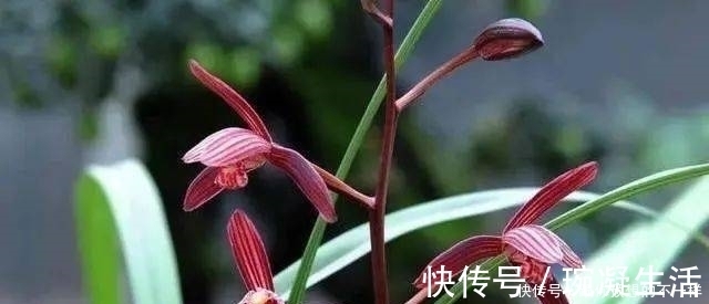 兰根|兰花有“三喜三怕”,顺着它养护,顺利春化,独苗绽放层叠群兰