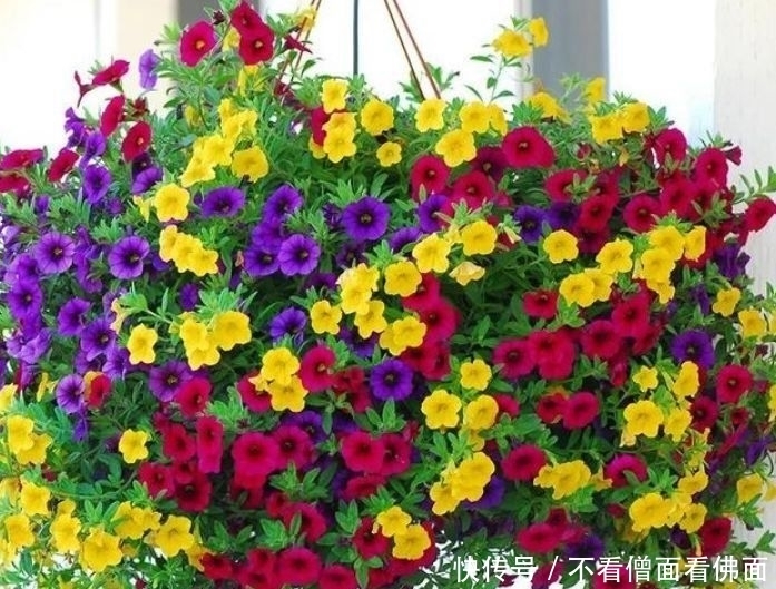 4种花是真正的开花王，沾土就活，随便养都开花不断