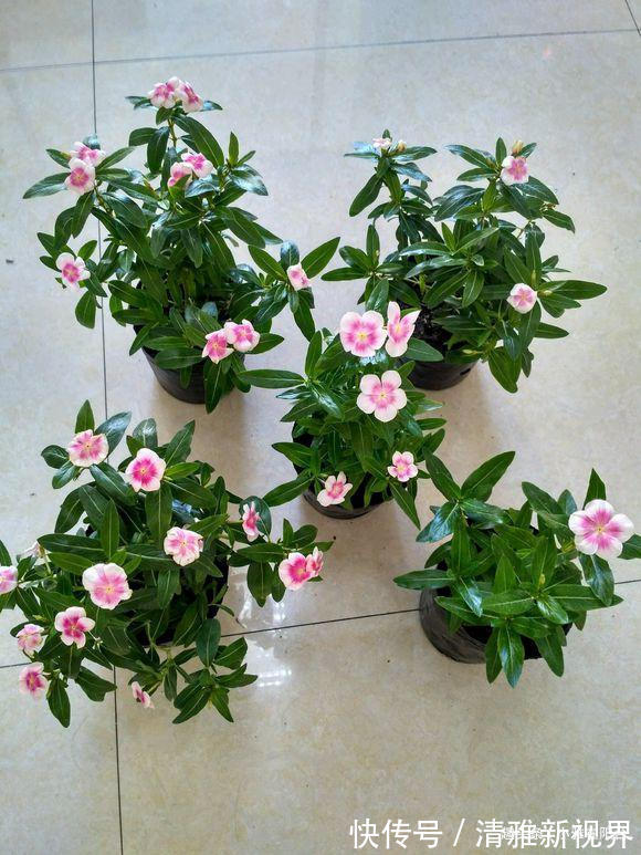 松松盆土|扦插长春花,有1个“技巧”,1棵养出30棵,棵棵开爆盆,好美!