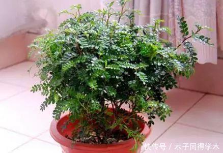 聪明人最爱养的“2种花”，家人健康更长寿！