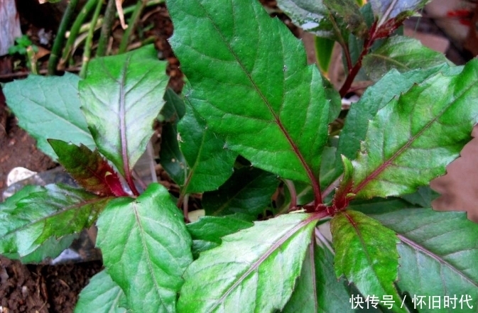  野菜|农村3大野菜，能宽肠通便、美容抗衰老，快来了解一下吧