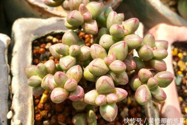 光照|超级萌物紫光多肉,叶片像紫色的糖豆非常可爱,你可能没见过吧?